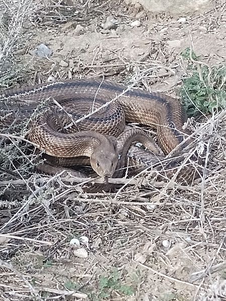 Serp blanca  - Jaume Bonfil Solsona