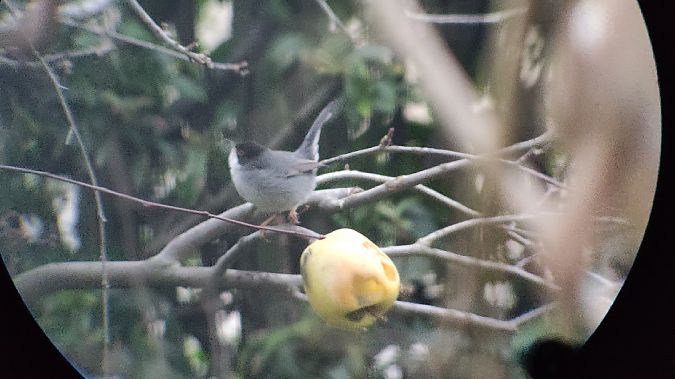 Occhiocotto  - Alessandro Pavesi