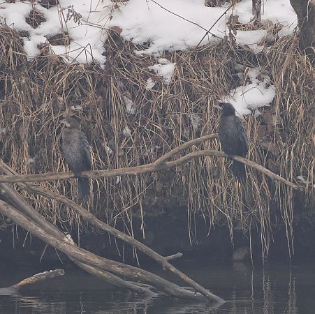 Cormoran pygmée  - Chris Zlatar