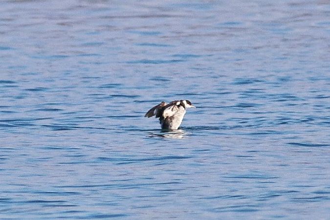 Svasso indet.  - Stefano Sava