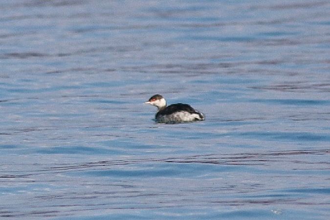 Svasso indet.  - Stefano Sava