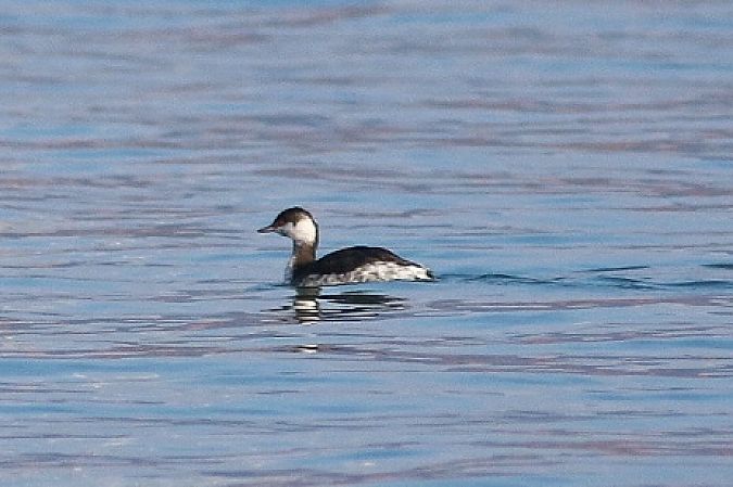 Svasso indet.  - Stefano Sava