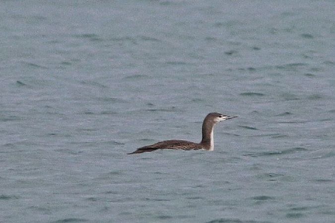 Strolaga minore  - Stefano Sava