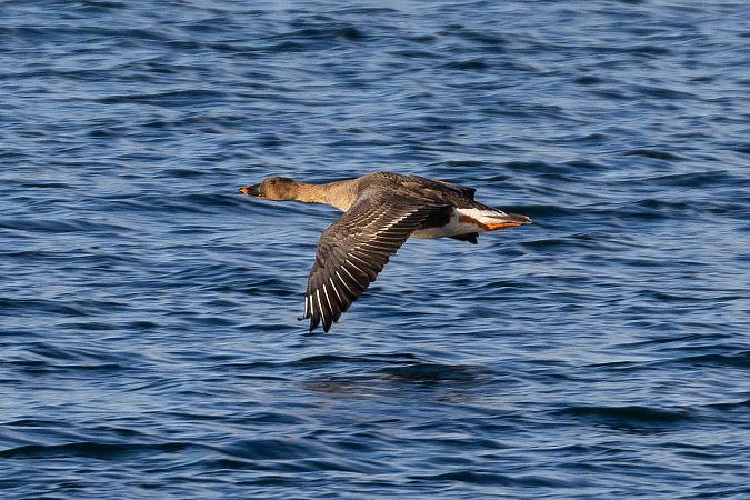 Oie de la toundra  - Viehböck Helga