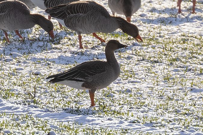Oie de la toundra  - Viehböck Helga