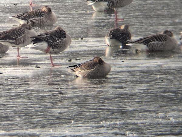 Oie de la toundra  - Jonas Auer