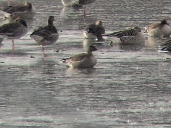 Oie de la toundra  - Jonas Auer