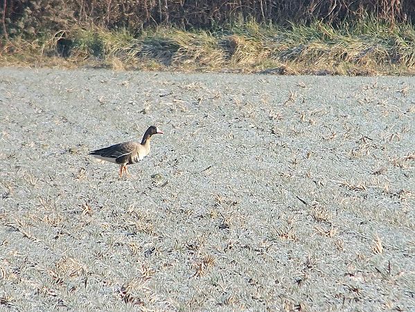 Oca lombardella  - Leonardo Siddi