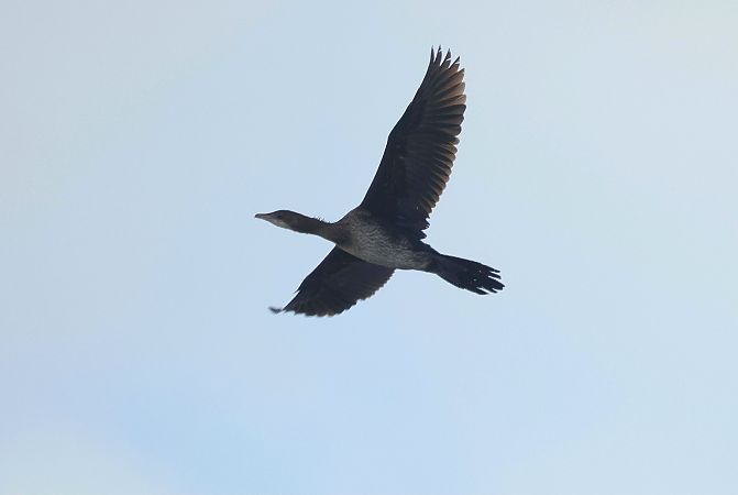 kormoran mały  - Katarzyna Szałas