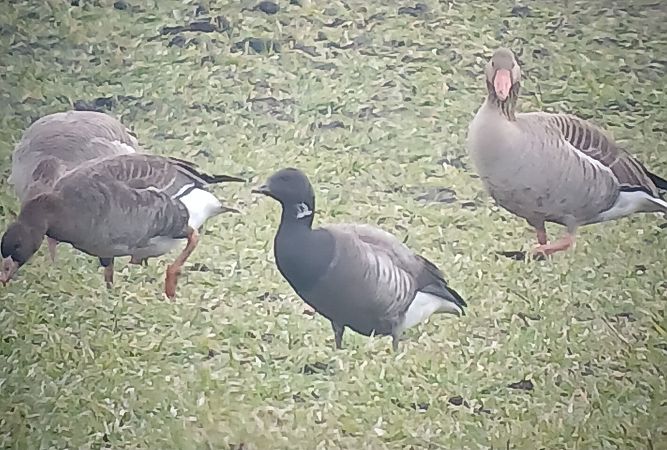 Bernache cravant à ventre sombre  - Dario Track
