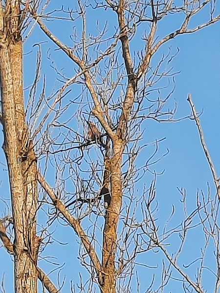 Poiana  - Bassano Riboni