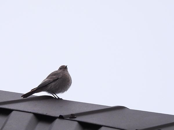 Hausrotschwanz  - Natalia Gorczowska