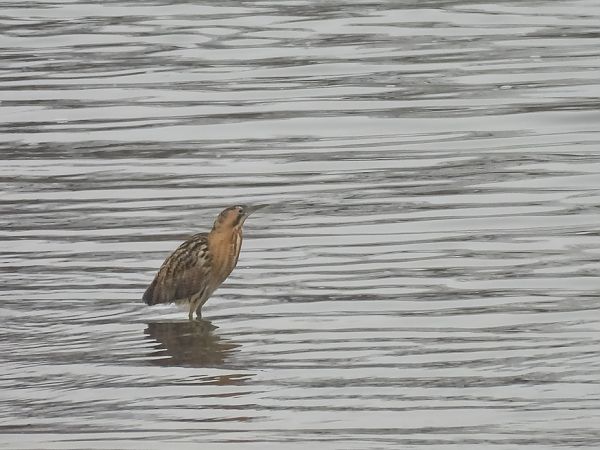 bąk  - Natalia Gorczowska