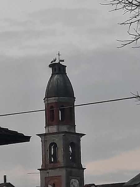 Cicogna bianca  - Bassano Riboni