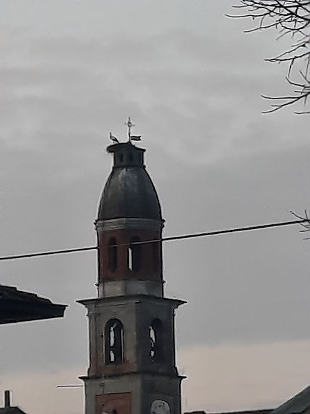 Cicogna bianca  - Bassano Riboni