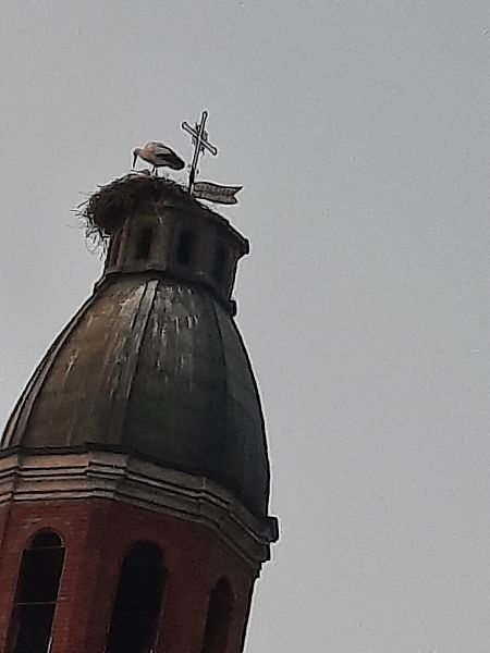 Cicogna bianca  - Bassano Riboni