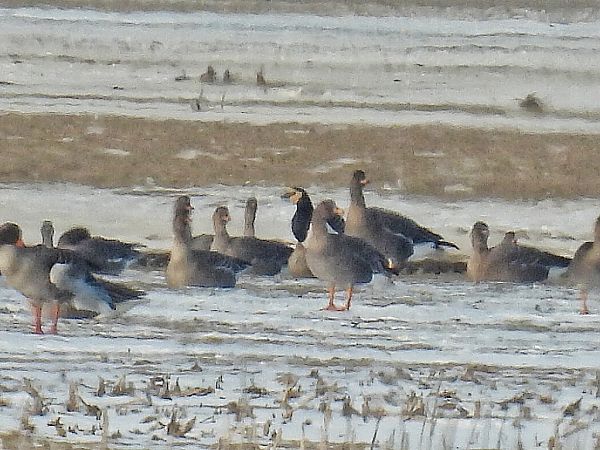 bernikla białolica  - Kacper Mikulski
