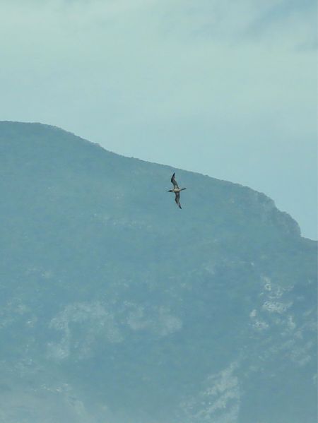 Sula  - Giuseppe Mirlocca