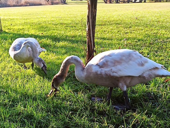Cigno reale  - Monica Artale