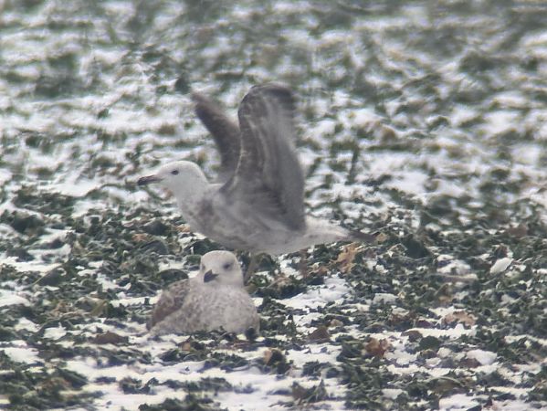 Goéland hybride indéterminé  - Florian Billinger