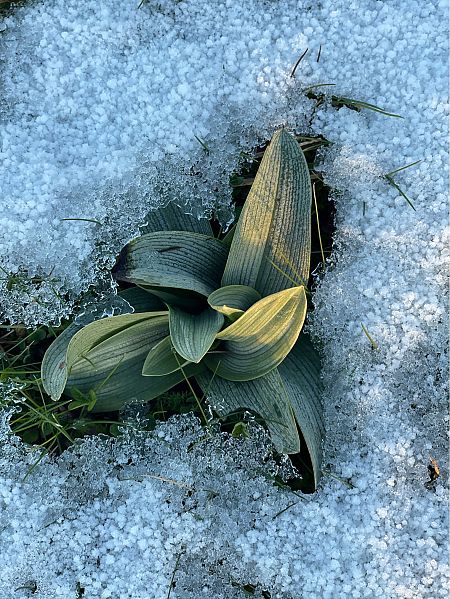 Ophrys apifera  - Olivier Guillemet