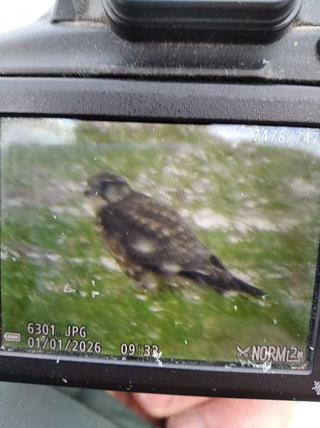 drzemlik  - Andrzej Lipiński