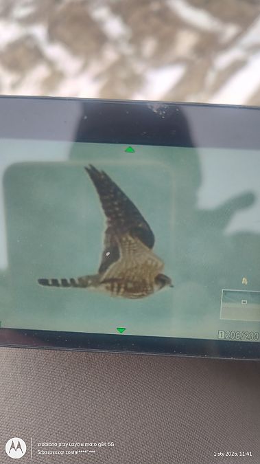 drzemlik  - Jarosław Mydlak