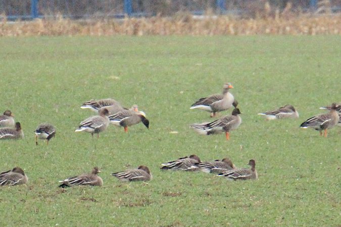gęś krótkodzioba  - Krzysztof Nowak