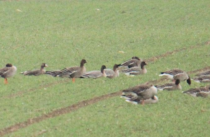 gęś krótkodzioba  - Krzysztof Nowak