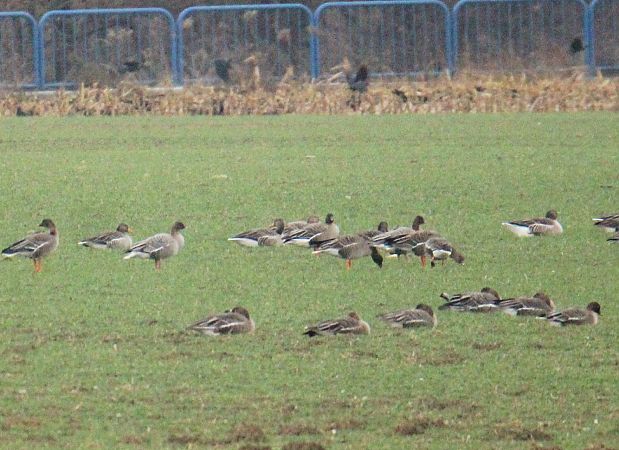 gęś krótkodzioba  - Krzysztof Nowak
