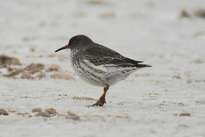 biegus morski  - Klaudia Franas