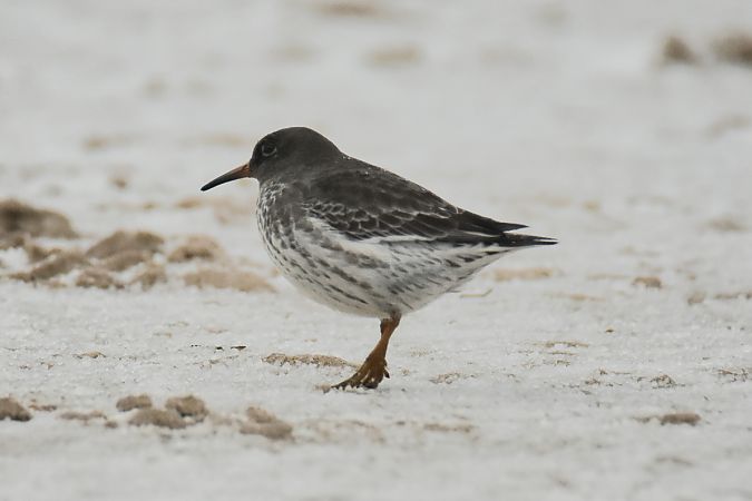 biegus morski  - Krystian Pytel