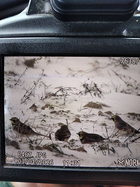 Alouette haussecol  - Andrzej Lipiński