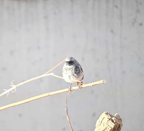 kopciuszek  - Filip Wojciechowski