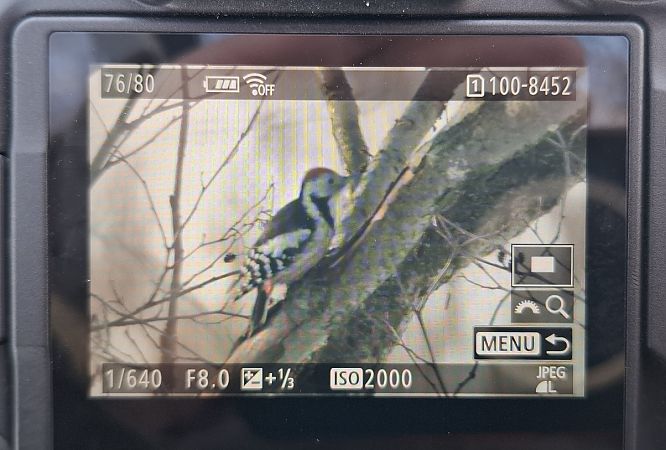 dzięcioł średni  - Tomasz Doroń