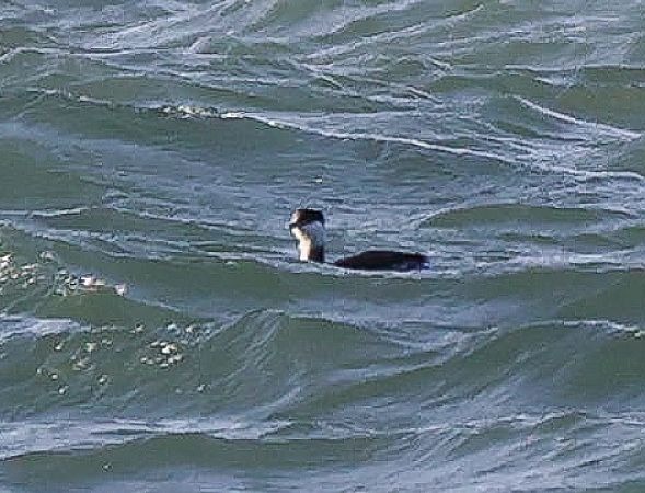 Svasso cornuto  - Tommaso Bonora