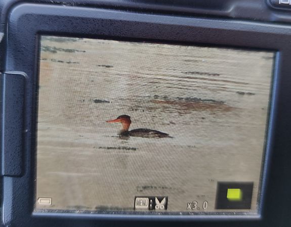 szlachar  - Michał Kowalczuk