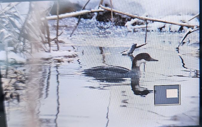 Harle piette  - Anna Kamilewicz-Wicik