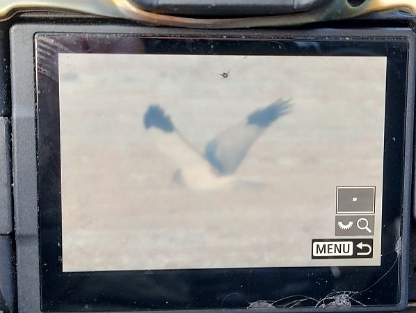 błotniak zbożowy  - Stanisław Turowski