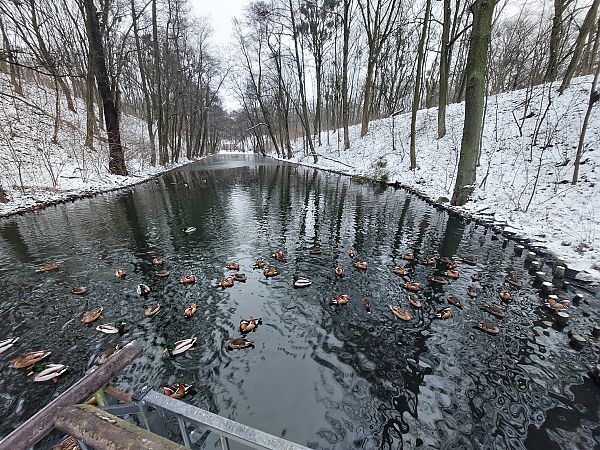 mandarynka  - Andrzej Dylik