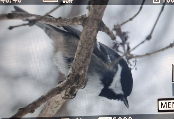 sosnówka  - Tomasz Doroń