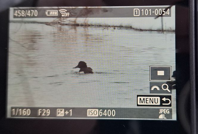 czernica  - Tomasz Doroń