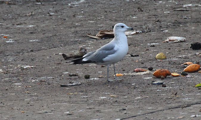 Gavina  - Alessio Mannello