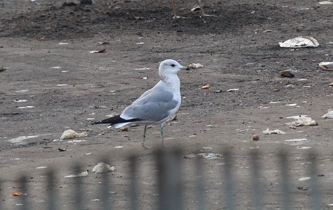 Gavina  - Alessio Mannello