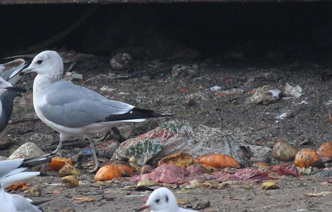 Gavina  - Alessio Mannello