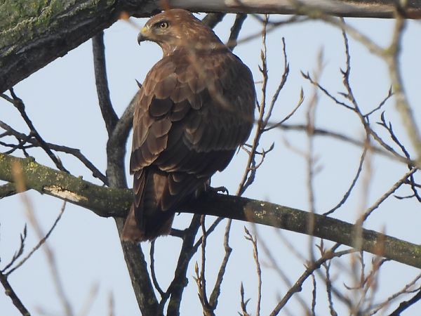 Aligot comú  - Joan Pessarrodona