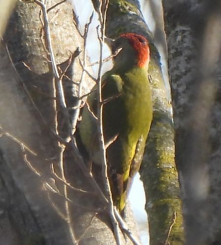 Picot verd ibèric  - Joan Pessarrodona