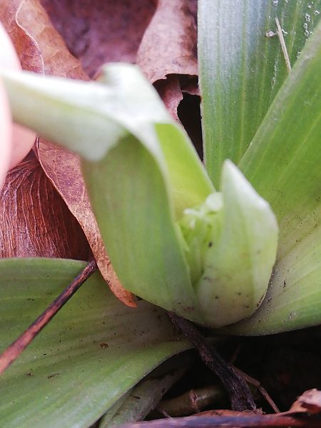 Himantoglossum robertianum  - Laurent Fourneret