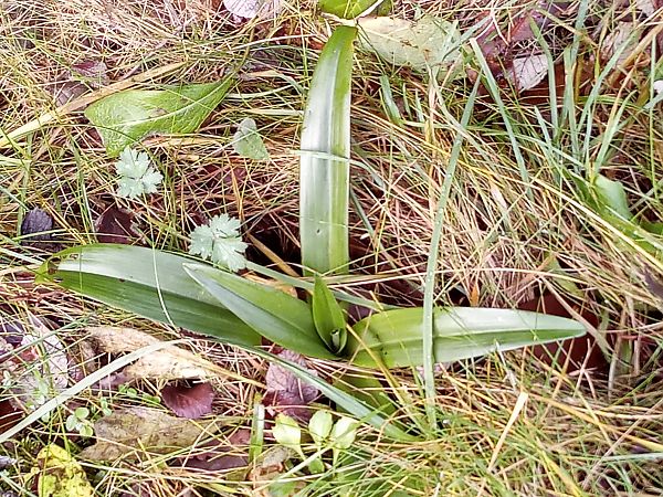 Orchis purpurea  - Thierry Deschatre