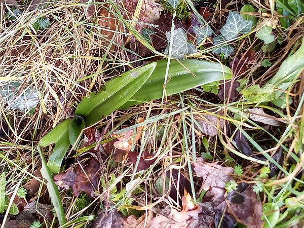 Orchis purpurea  - Thierry Deschatre